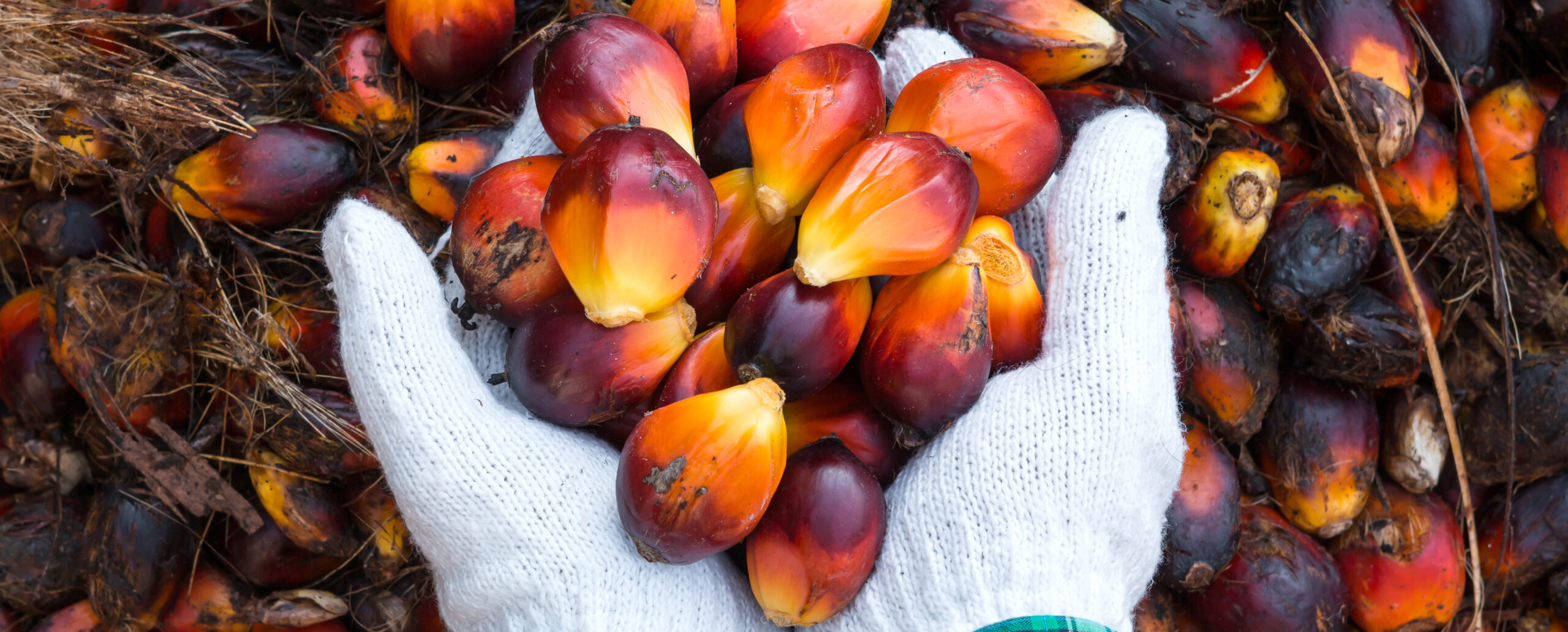 Palm Oil Seeds